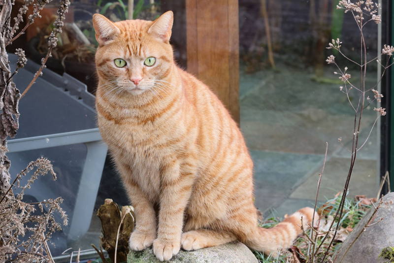 25-02-2025 ik buiten voor de serre