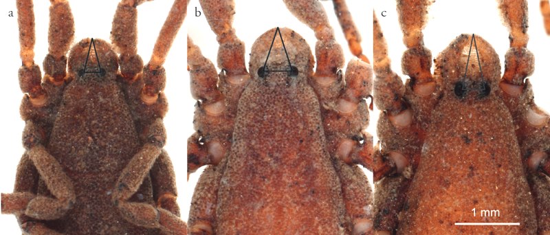 Trogulus