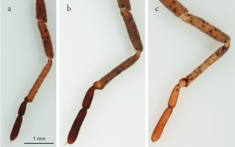 Trogulus