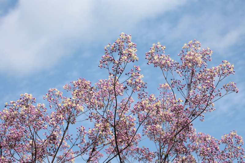 Thalictrum