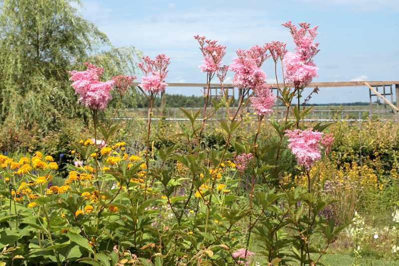 Filipendula