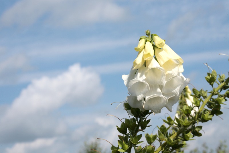 Digitalis