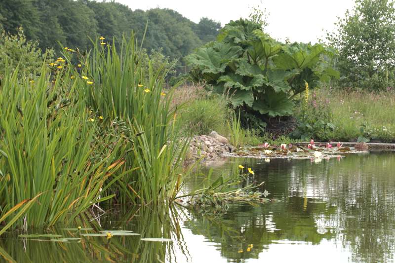 Zwemvijver