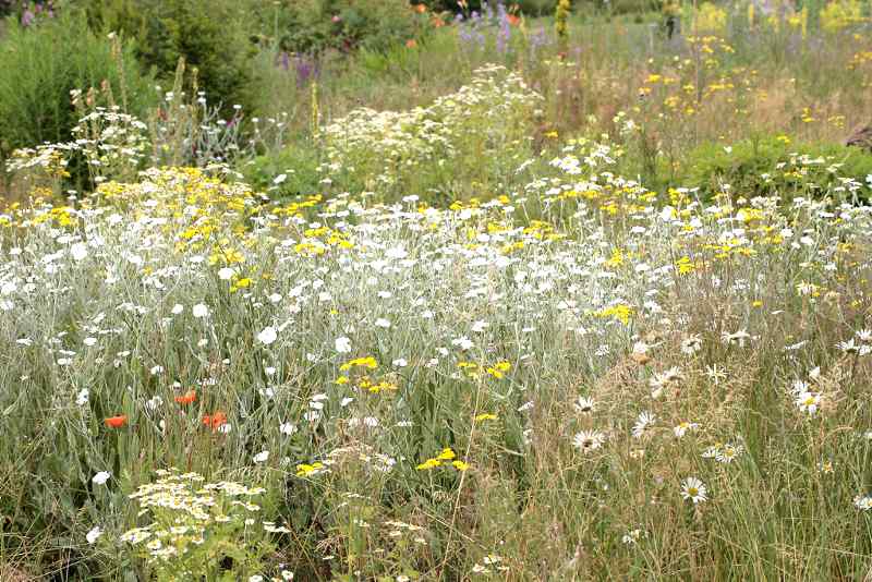 de witte tuin met onkruid