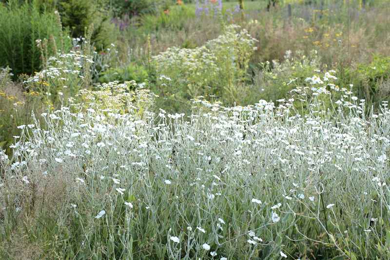 de witte tuin zonder onkruid
