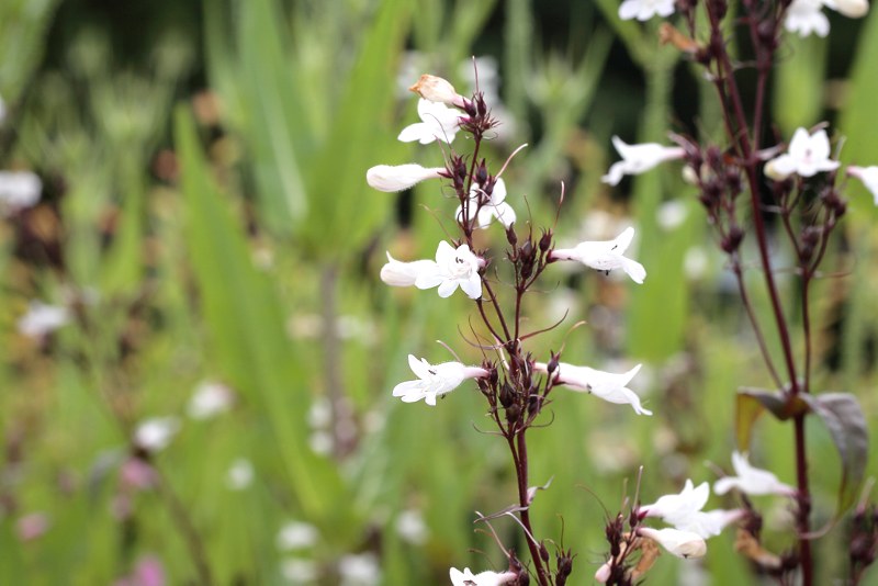 Penstemon digitalis