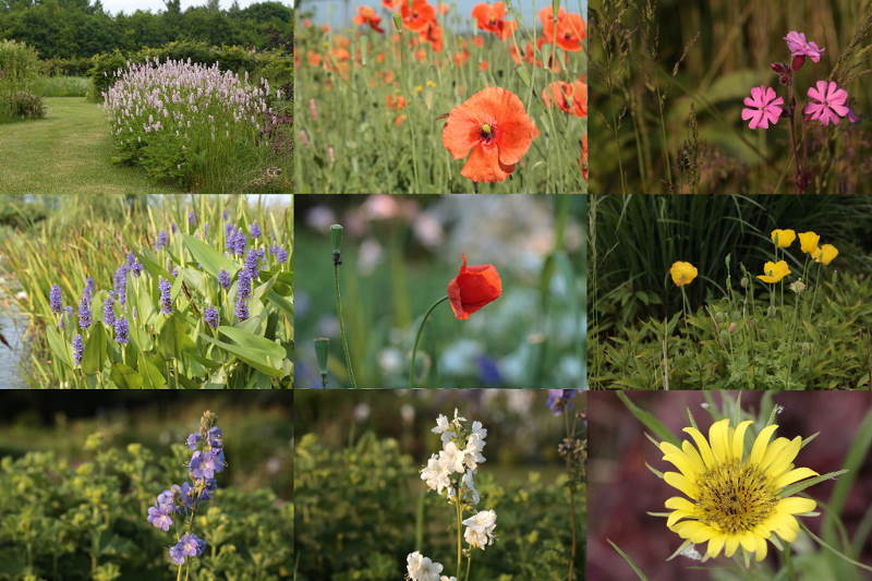 zomerbloemen
