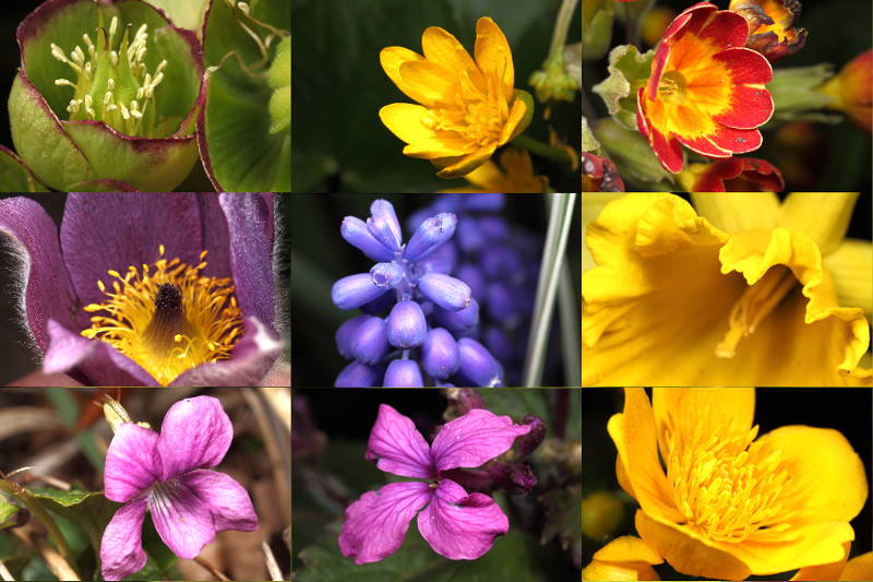 voorjaarsbloemen