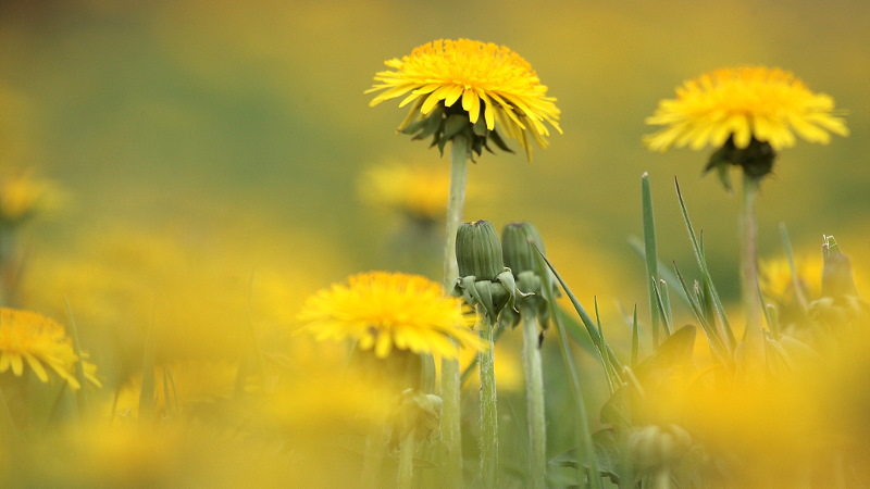 paardenbloemen