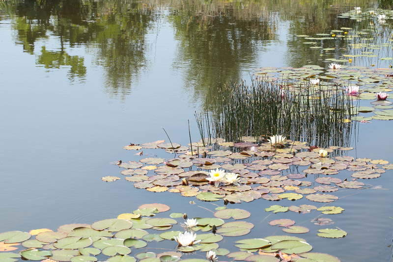 waterlelies