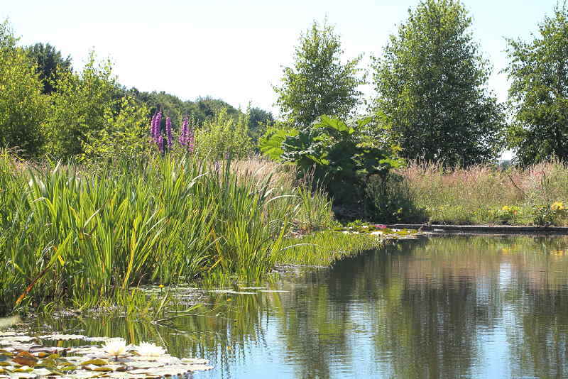 zwemvijver