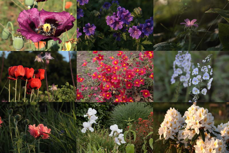zomerbloemen