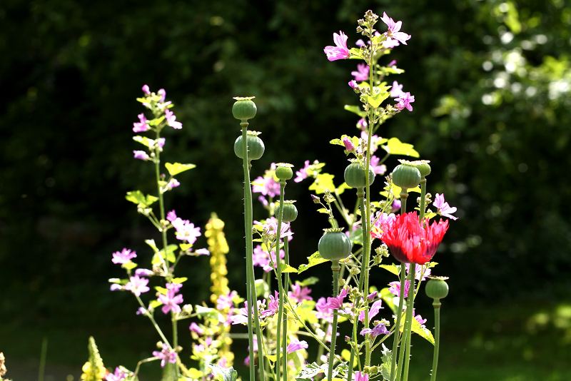 papaver en kaarsjeskruid