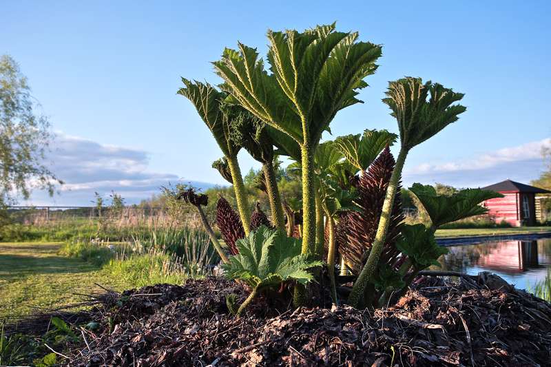 Gunnera