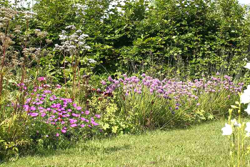 bieslook in de border