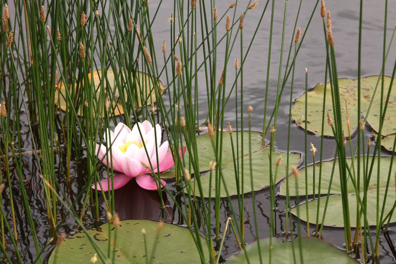 in de zwemvijver