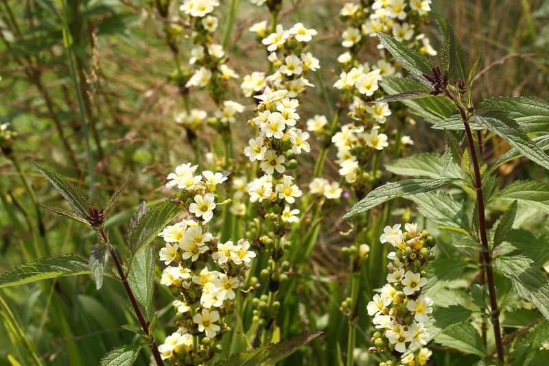 Sisyrinchium striatum, Bieslelie