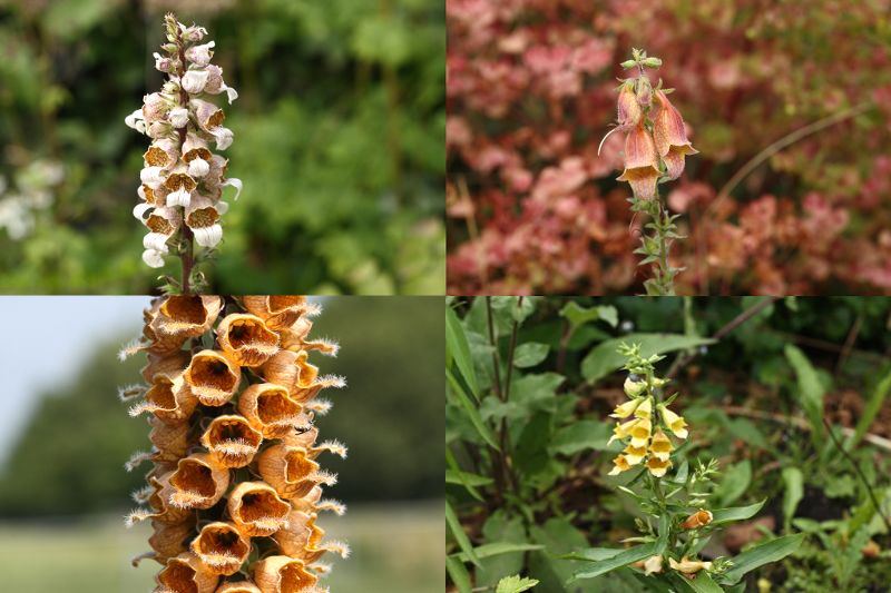 diverse Digitalis soorten