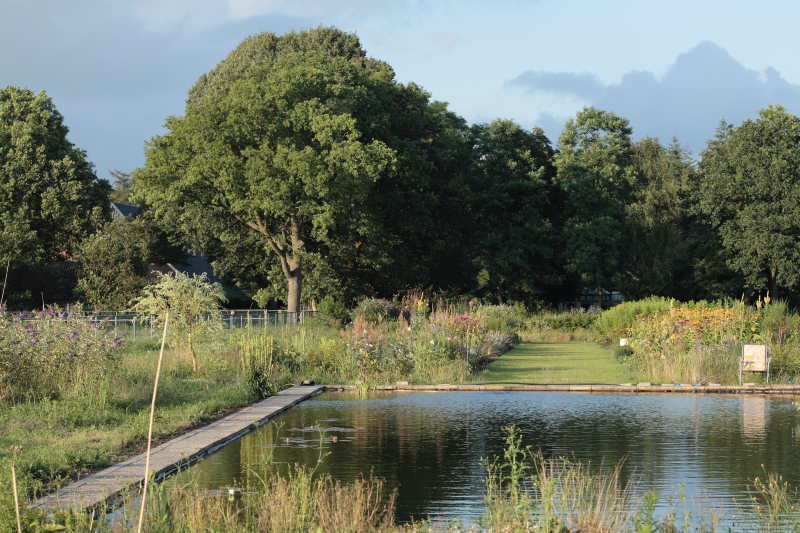 Zwemvijver en gedeelte border