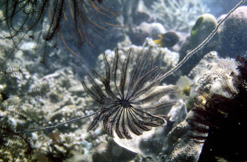 veelarmige veerster op een draadvormig koraal