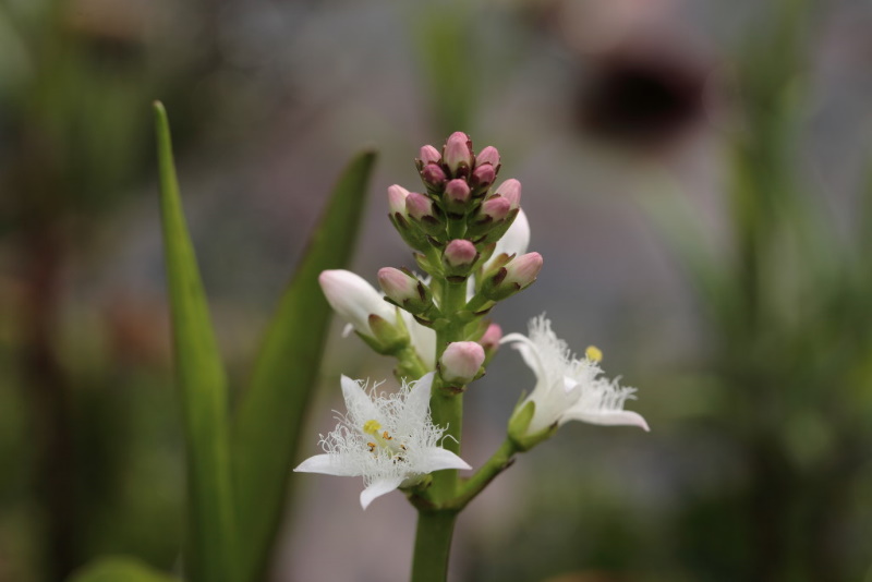 Bloem waterdrieblad