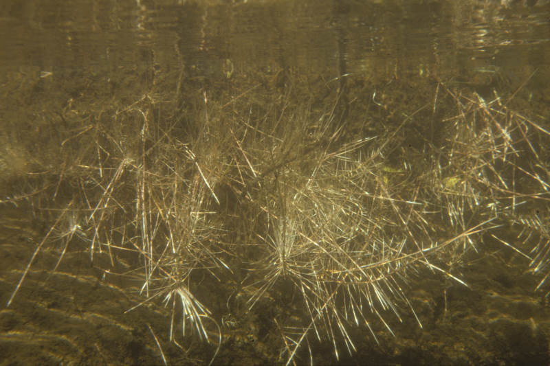 onderwater, waterwortels van de wilg