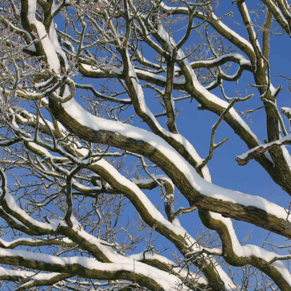 Sneeuw op de eiken