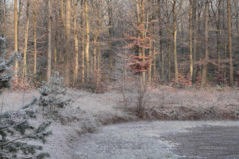 ven in het bos