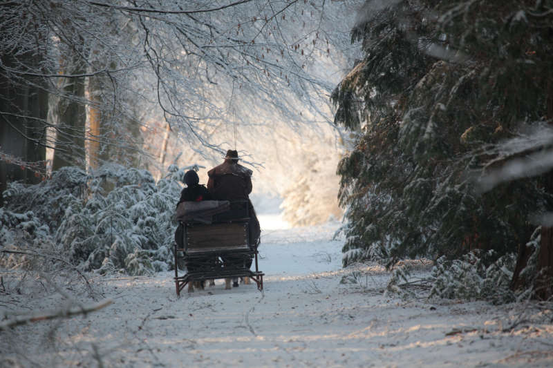 slee rijden in het bos