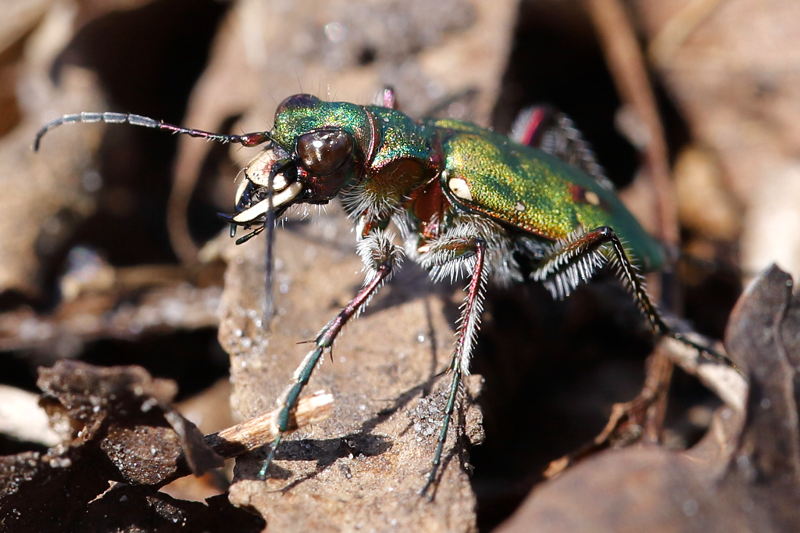 Groene zandroofkever, Cicindela campestris
