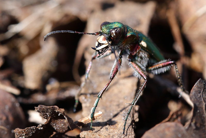 Groene zandroofkever, Cicindela campestris