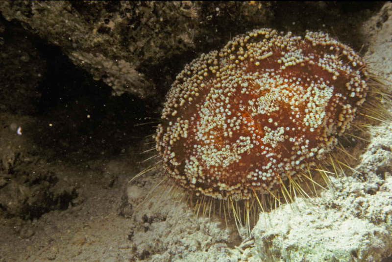 erg giftige leder zee-egel Asthenosoma marisrubri