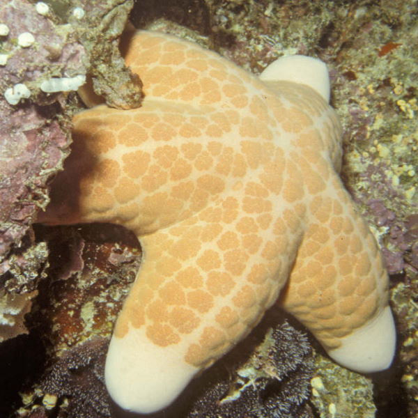 Choriaster granulatus
